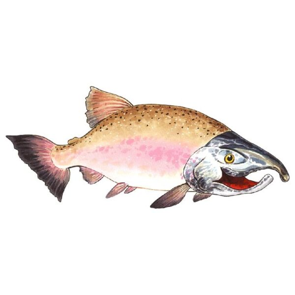 Sockeye salmon Fish