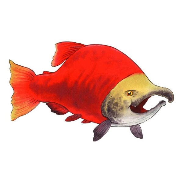 Sockeye salmon Fish
