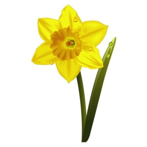 Daffodil