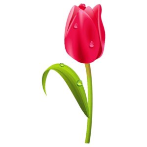 Tulip