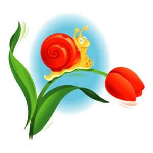 Tulip Snail Reef Safe Design