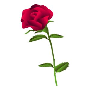 Beautiful dark red rose isolated on white background