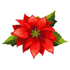 Poinsettia Flower