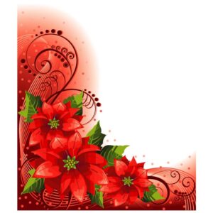 Poinsettias Flowers Background