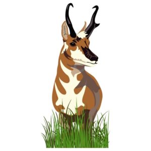 Pronghorn Antelope