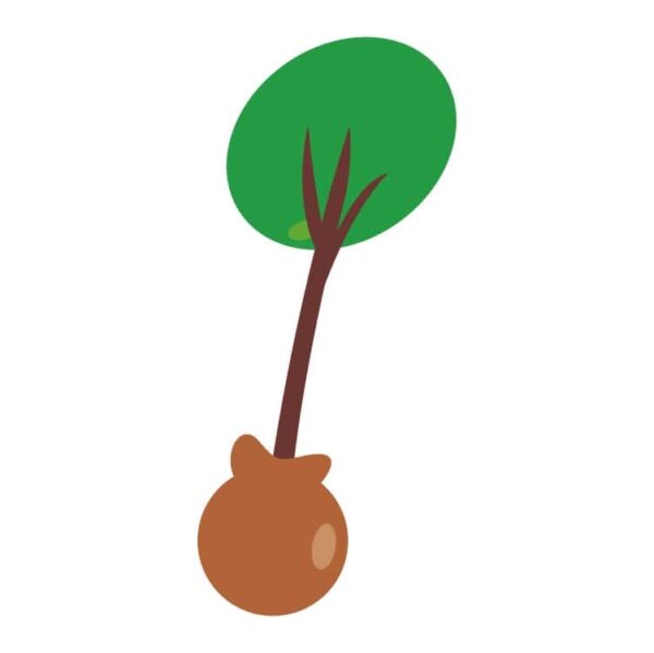 Tree Root Ball