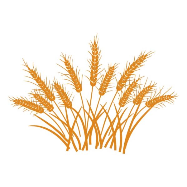YoleShy Dried Wheat Stalks