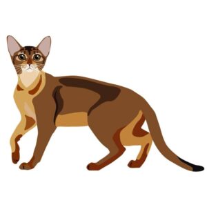 Abyssinian Brown color cat is seeing