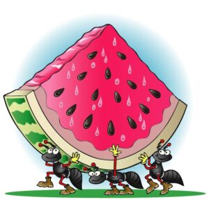 Ants carrying watermelon on their backs