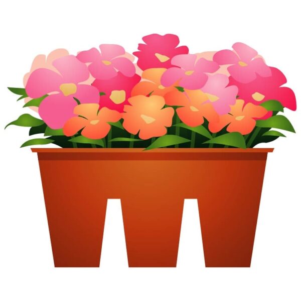 Colorful primrose flower in pot
