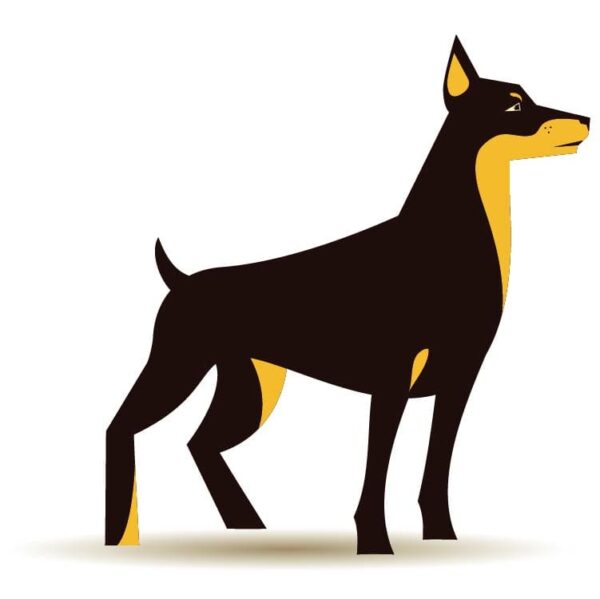 Doberman dog illustration