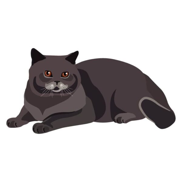 Fat funky dark mocha color cat