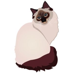 Himalayan cat illustration