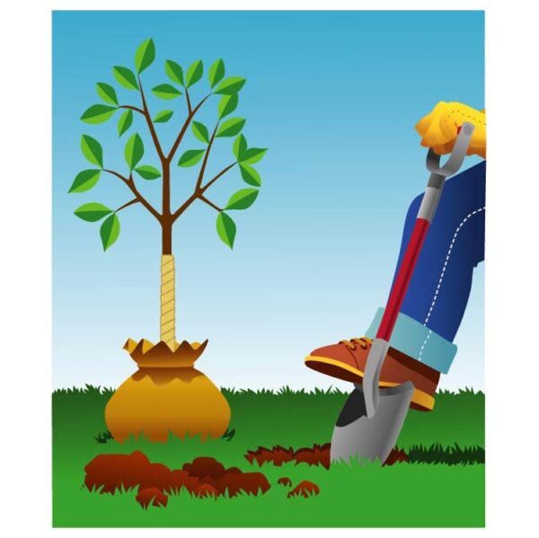 Planting Tree