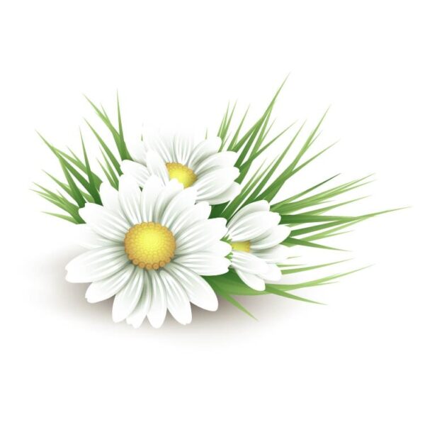 Realistic filed daisy and camomile flowers with green leaves