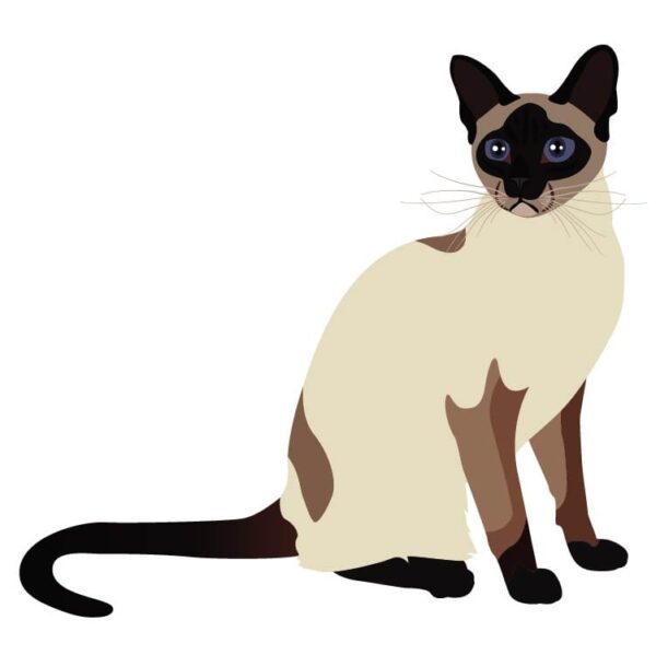 Realistic siamese cream cat sitting on a white background
