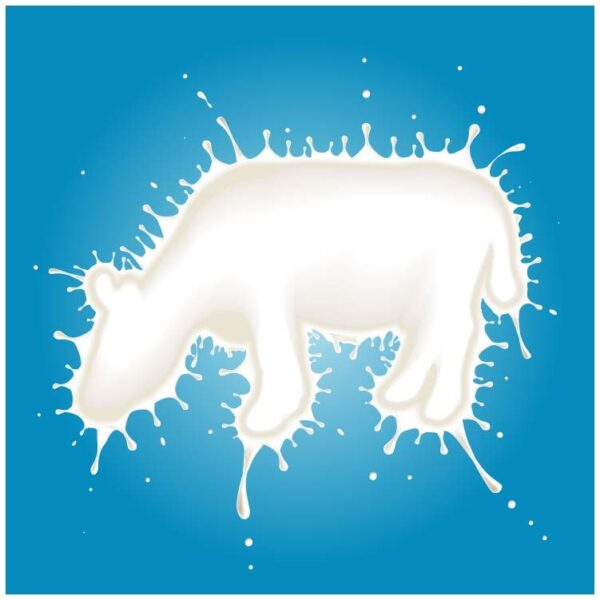Splash of milk in form of cow shape