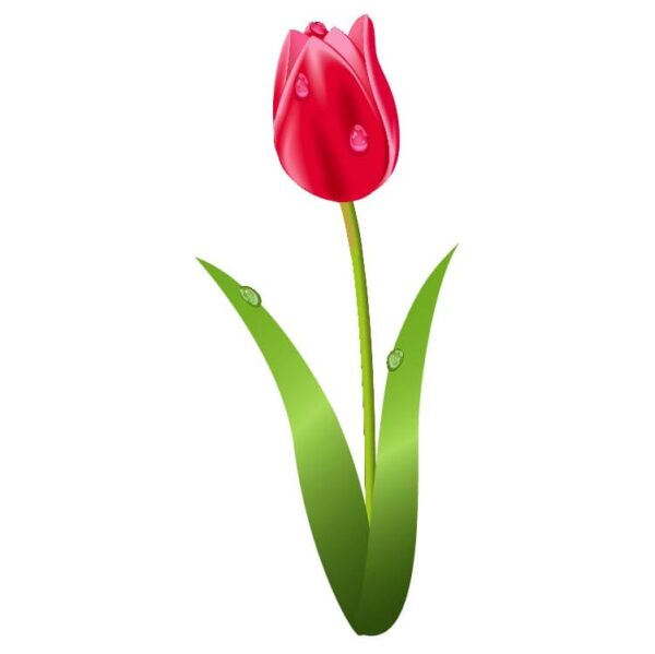 Tulip Flower with leaves