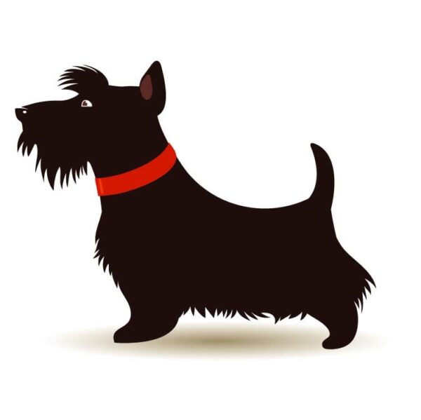 Wirehaired coat Scottish Terrier full breed and moustache combined with sharply pricked ears
