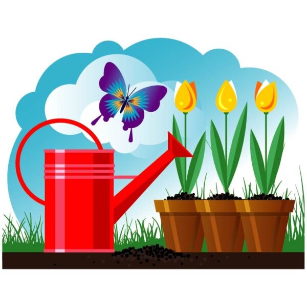watering can with tulip flowers potted and butterfly in the garden