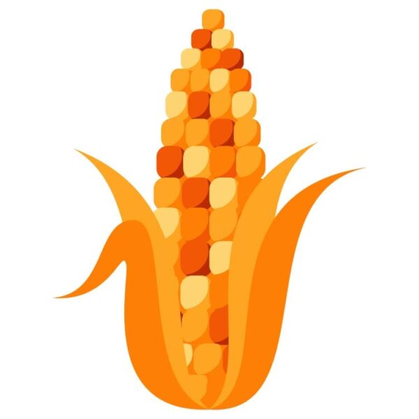 Corn on the cob nature icon