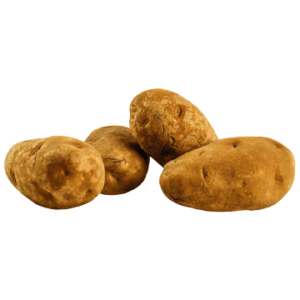 Fresh organic potatoes or russet potatoes