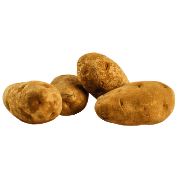 Fresh organic potatoes or russet potatoes