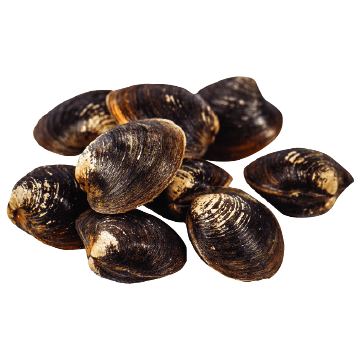 Fresh shellfish or Clams