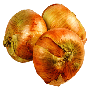 Onion old winter or Onion dry skin