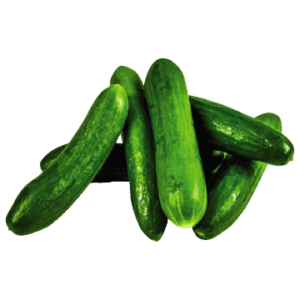 Organic fresh cucumbers or hybrid dark green seedless cucumbers