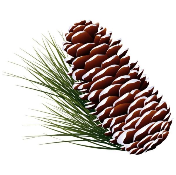 Pine tree branch and cones or Cone on fir branch