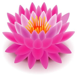 Pink lotus flower