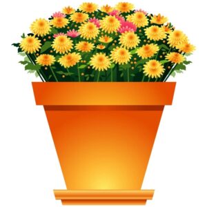 Pots of colorful calendula flowers