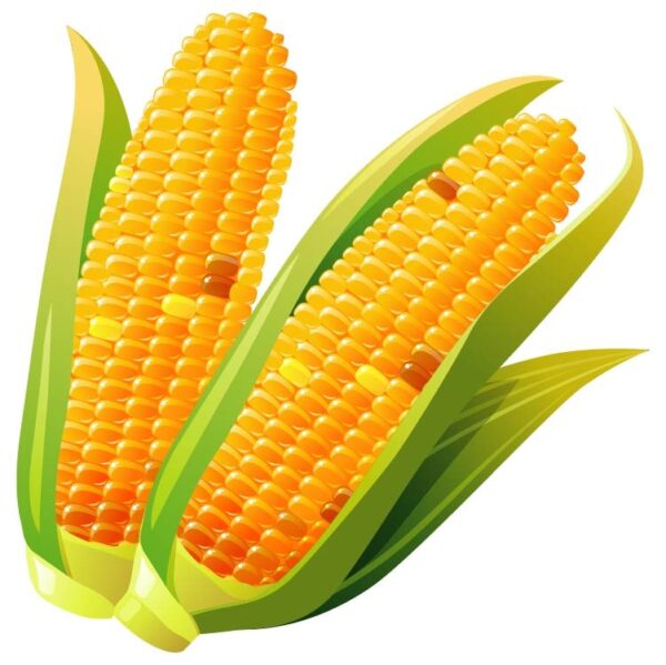 Realistic detailed 3d corncobs with yellow corns and green leaves