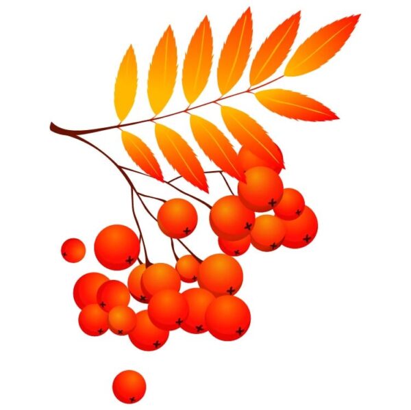 Red rowan berries bunch with orange autumn leaves or ashberry