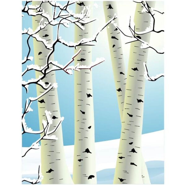 Snowy creamy birch tree