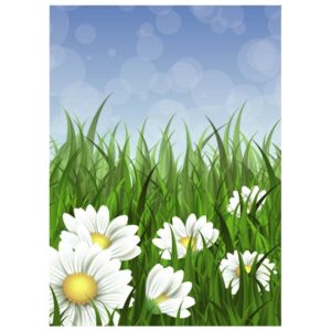 Spring flower daisy juicy chamomiles green grass