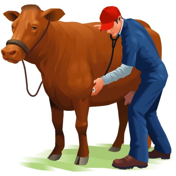 Veterinarian doctor is checking a cow with stethoscope