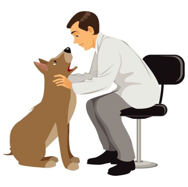 Veterinarian doctor is checking a dog