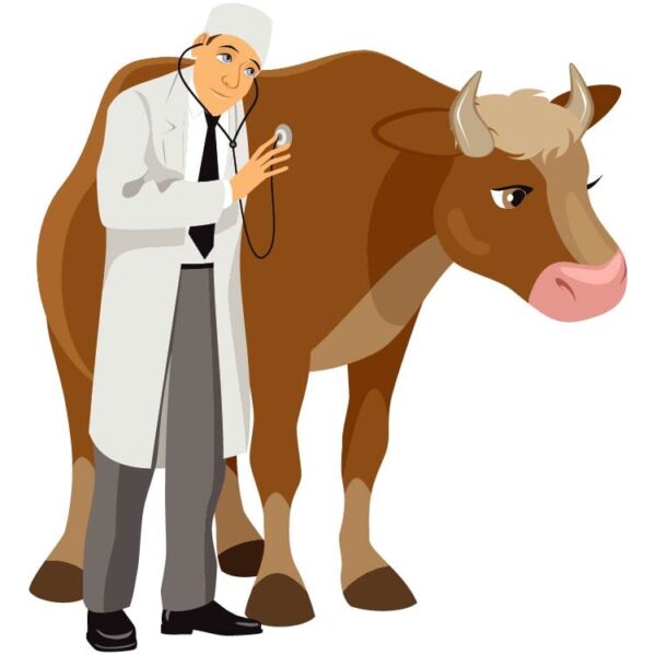 Veterinarian doctor is checking cow with stethoscope