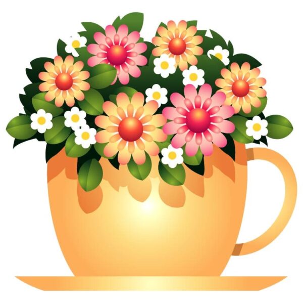 Beautiful colorful transvaal daisy flowers pot