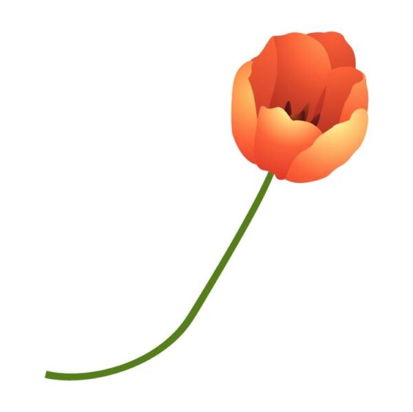 Beautiful orange tulip flower