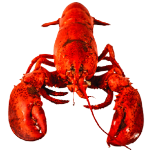 Boiled red lobster with heavy nutrition