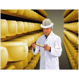 Shelves with cheese at a cheese warehouse and production team checking the quality of dairy factory